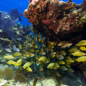 U.S. Moves to Protect Threatened Coral in the Caribbean and Pacific