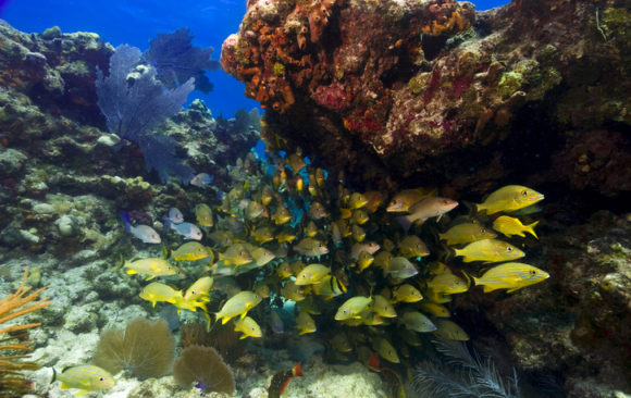 U.S. Moves to Protect Threatened Coral in the Caribbean and Pacific